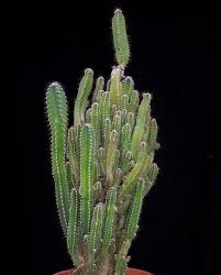 The fairy castle cactus (acanthocereus tetragonus) is a sun loving plant. Tips For Growing Fairy Castle Cactus Dummer Garden Manage Gfinger Is The Best Garden Manage App