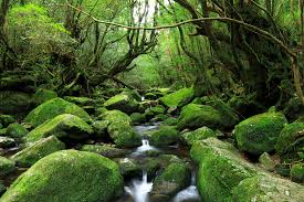 Yakushima (Island) National Park | National Parks of Japan