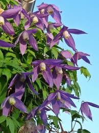 This is also a vine that tolerates partial shade. Clematis Alpina Shade Plants Flowering Vines Clematis Vine