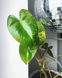 I Really Love This Plant This Is My Variegated Burle Marx Philodendron It Grows So Quickly And The Patterns Are Simply Plants Variegated Plants Philodendron
