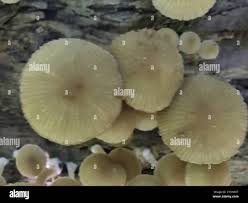 Image result for Simocybe centunculus