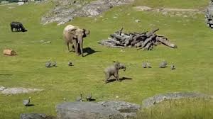 Also, follow us on social sites: Baby Elephant Video Falling Down Makes Funniest Video Ever