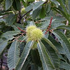 Maybe you would like to learn more about one of these? Castanea Sativa Sweet Chestnut Tree Mail Order Trees