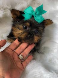 2 full black with white socks ( 1 male…. Doll Face Teacup Toy Yorkie Puppies Durban Yorkshire Terrier Puppies Dog Breeders Gallery 98162