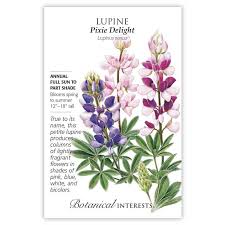 The blossoms open from the bottom up and often display more than one color on the same plant, in hues ranging from soft pastels to deep reds and violet blues. Lupine Pixie Delight Lupine Seeds Sustainable Organic Q8