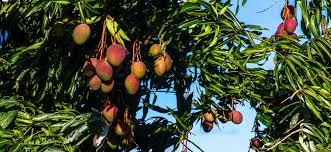 The unique properties and benefits of Mango | Klorane UK