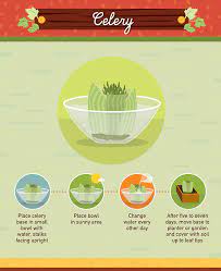 Asparagus performs best in a sunny location that receives at least 8 hours of full sun. Regrow Food Scraps 19 Vegetables You Can Grow