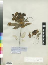 Image result for Terminalia brachystemma