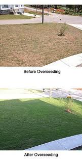 Grow A Green Lush Lawn Part 2 Patching Overseeding Or Starting A New Lawn Weekendgardener Net Lawnandgard Lush Lawn Spring Lawn Care Overseeding Lawn
