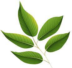 Green Leaves Vector Free Download Leaves Green Leaves Leaf Clipart