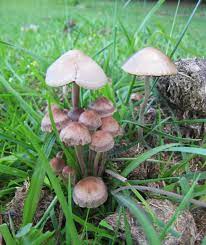 Pin On Panaeolus Cinctulus