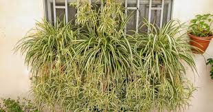 Planta Cintas Arana O Malamadre Chlorophytum Comosum Unas Plantas Anti Polucion Que Depura El Aire Esta Es L Huerto Urbano Huerto Casero Plantas