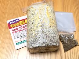 もりのなめこ農園でなめこ栽培 きのこ栽培は生育環境を調べてからがオススメ ちょうどいい時まで
