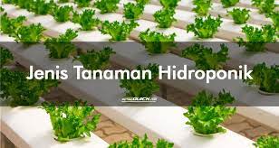 Untuk mendapatkan unsur hara yang penting untuk pertumbuhan tanaman, digunakan pengganti seperti sabut kelapa, serbuk kayu, pasir, pecahan genteng, dan lain sebagainya. Jenis Tanaman Hidroponik Paling Menguntungkan Petani Quick