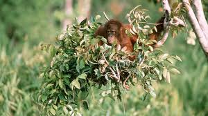 Tierische Schlafplatze Welches Tier Schlaft Wie Br Kinder Eure Startseite