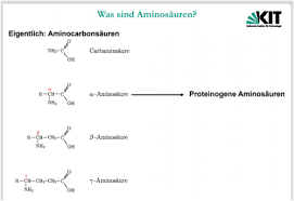 Sport oder stress können den bedarf an aminosäuren erhöhen. Vl 03 Aminosauren Struktur Und Funktion Flashcards Quizlet