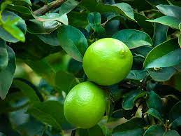 Produces medium to large juicy fruit. Persian Lime Trees For Sale Online The Tree Center