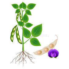 Plant the beans in rows that are about 30 inches (76 cm) apart. Soybean Plant With A Pod And Flower On A White Background Stock Vector Illustration Of Blossom Nutrient 120984857
