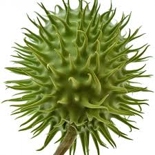 Image result for Cucumis hirsutus