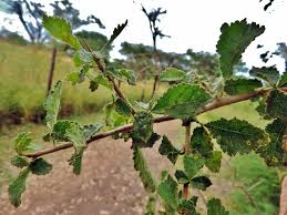 Image result for Commiphora africana