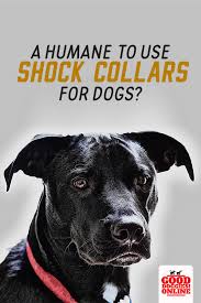 How To Use A Dog Shock Collar Dog Training Tips Dog Training Dog Shock Collar