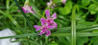 Image result for Oxalis debilis