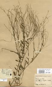 Image result for Lophiocarpus polystachyus