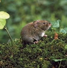 Maybe you would like to learn more about one of these? Identification Amp Treatment Of Voles Veggie Gardener Forum