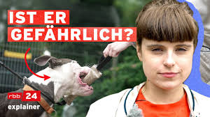 Wesenstest für Hunde: Amstaff Terrier wird geprüft