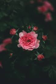 pink petaled flower photo free image on unsplash in 2021 flower wallpaper flowers photography flower photos