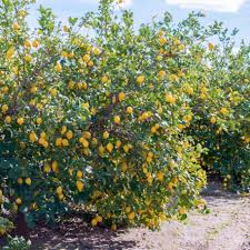 Image result for Citrus × limon