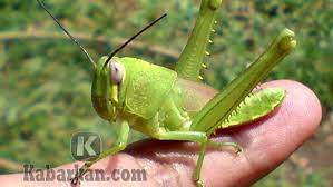 Check spelling or type a new query. Kode Alam Belalang Hijau Masuk Rumah Deret 2d 3d 4d Erek Erek