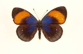 Image result for Asterochaete