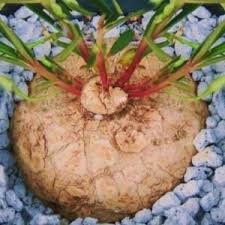 Image result for Landolphia kirkii