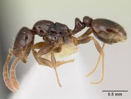 megalomyrmex drifti wikipedia the free encyclopedia ant pest control pest control services organic pest control