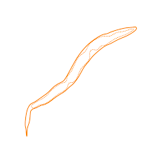 Image result for Pinworm