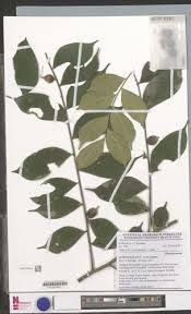 Image result for Dicranolepis