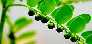 Image result for Phyllanthus odontadenius