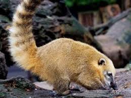 Der südamerikanische nasenbär ist begleiter an vielen touristischen orten nicht nur in brasilien und argentinien, sondern von. Www Zootierliste De