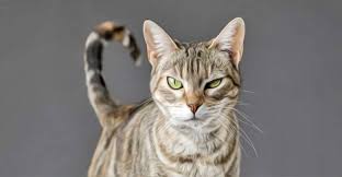 Boga Burcu Kediler Cats Animals