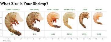 Fresh Extra Small Prawns (300+ Count/Kg) - Headless (No Head, Rest With  Shell, Tail) : Buy Online | Freshtohome.Com