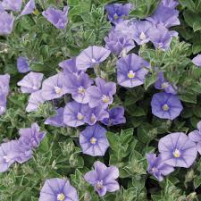 Image result for Convolvulus