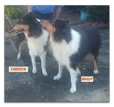 Our website is updated throughout the week. Petfinder Gainesville Fl The Y Guide