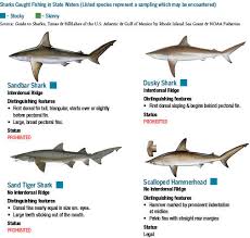 Shark Identification Chart Cool Wallpaper Ideas