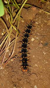 Image result for Oxyrhachis