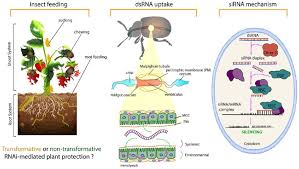 14137 garvey avenue, baldwin park, ca, 91706. Rnai Efficiency Systemic Properties And Novel Delivery Methods For Pest Insect Control What We Know So Far Abstract Europe Pmc