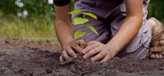 Image result for Tree plantation