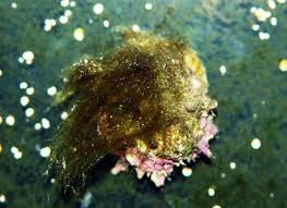 Green Hair Algae By Stephen Hopple Reefkeeping Com