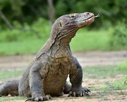 Dragão-de-Komodo