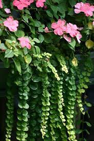 Officinalis 'sissinghurst white' for white flowers; Shade Loving Plants That Bloom All Summer Live Dan 330 Shade Plants Plants Container Plants